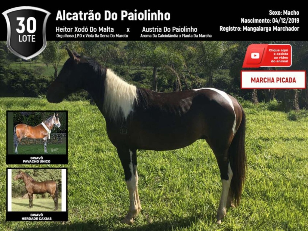 LOTE 30 | ALCATRÃO DO PAIOLINHO (5º LEILÃO VIRTUAL PARCEIROS) - Canal  Business