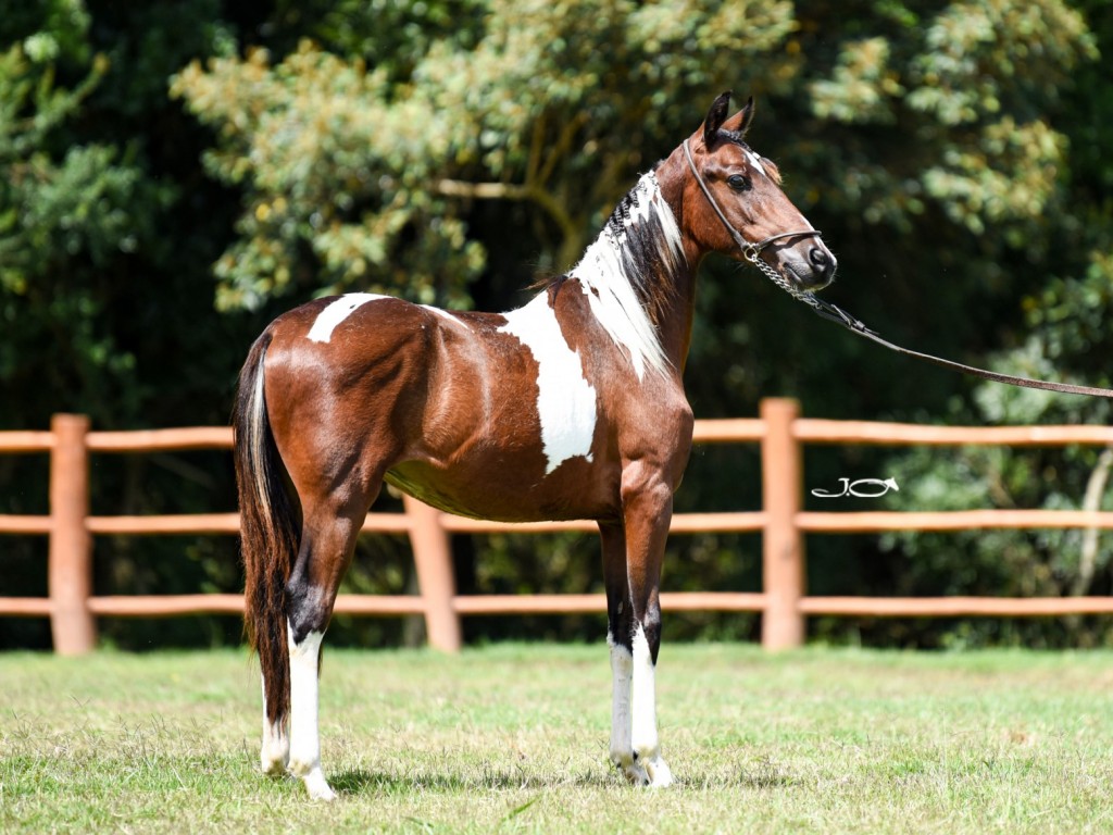 Cavalos venda permanente no haras Feijó - Cavalos e acessórios