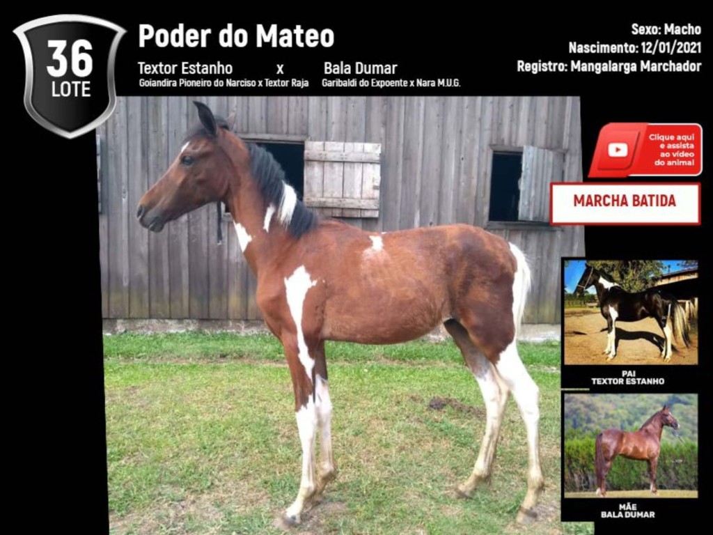 Descarga elétrica mata cavalo premiado na Fenagro 2015