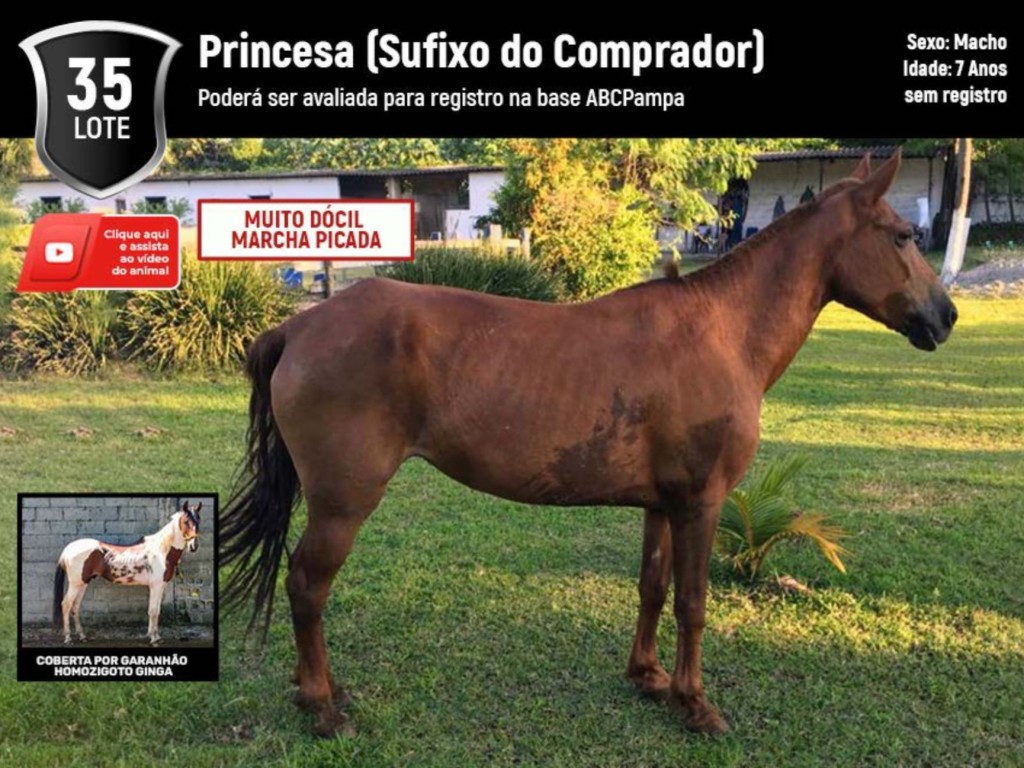 LOTE 35 | PRINCESA (SUFIXO COMPRADOR) (5º LEILÃO VIRTUAL PARCEIROS) - Canal  Business