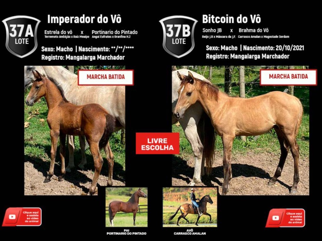 LOTE 37A | IMPERADOR DO VÔ (5º LEILÃO VIRTUAL PARCEIROS) - Canal Business