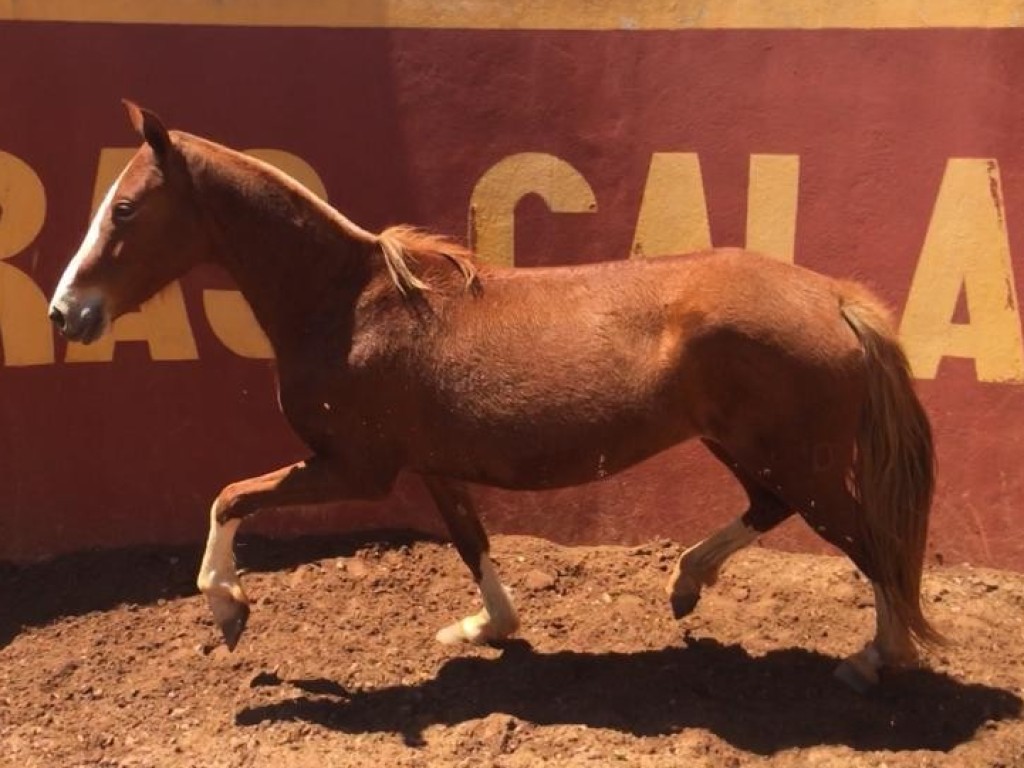 Lote Qfofa Do Calafate Leil O Virtual Conex O Da Marcha