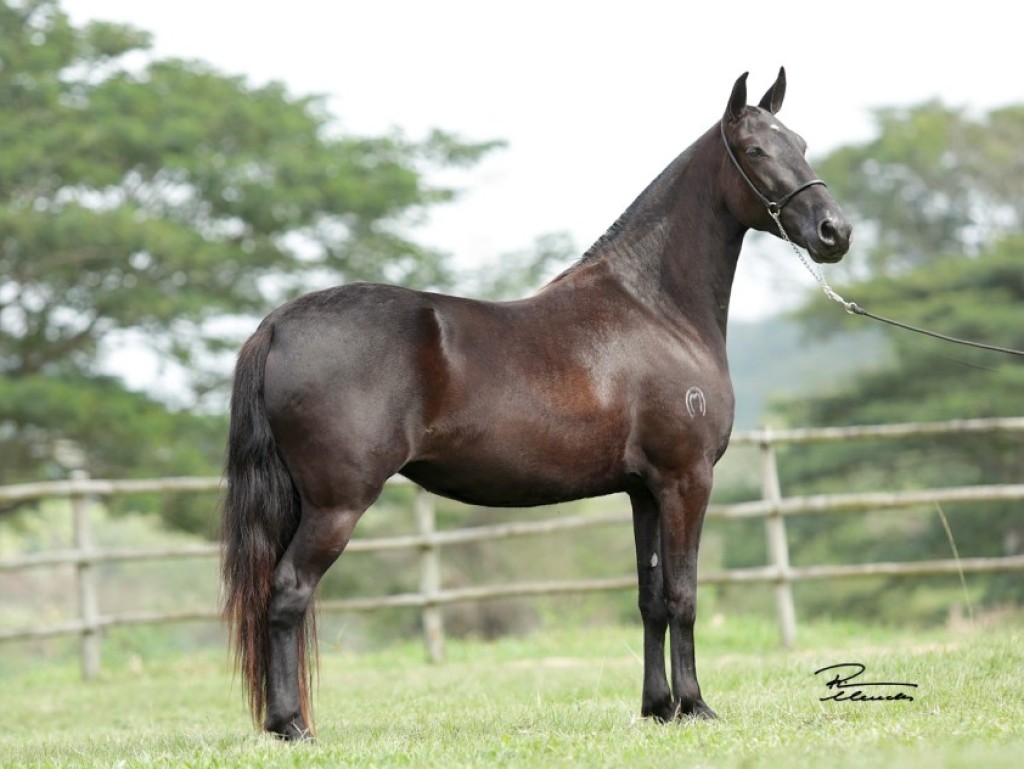 LOTE 06 A  ZORRO DO ZEL (LEILÃO ELITE NACIONAL PAMPA - ADULTOS