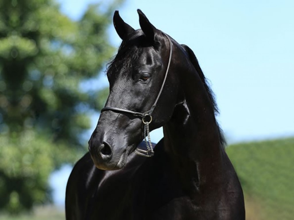 LOTE 06 A  ZORRO DO ZEL (LEILÃO ELITE NACIONAL PAMPA - ADULTOS