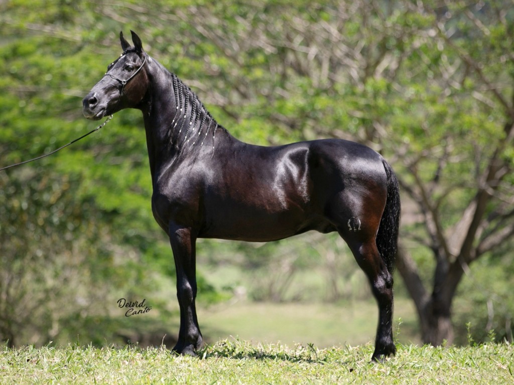 quem é o pai do zorro