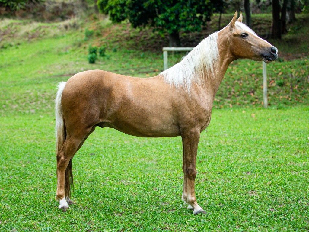 LOTE 06 A  ZORRO DO ZEL (LEILÃO ELITE NACIONAL PAMPA - ADULTOS